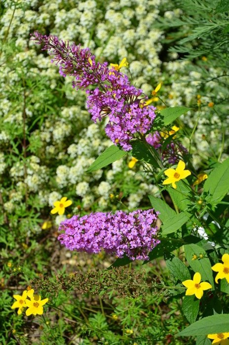 Buddleja davidii 'Pink Delight' (2)